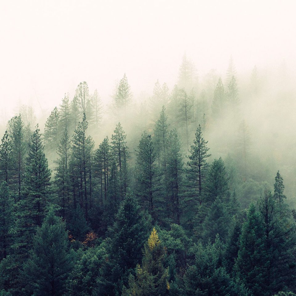 photo-1418065460487-3e41a6c84dc5